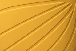 Ranidae